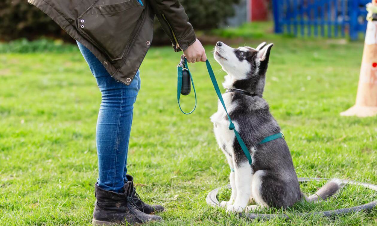Dog Obedience Phoenix AZ Smarter Training That Works